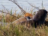 otter hou vis vas2  Cape Clawless otter with big fish : frieda